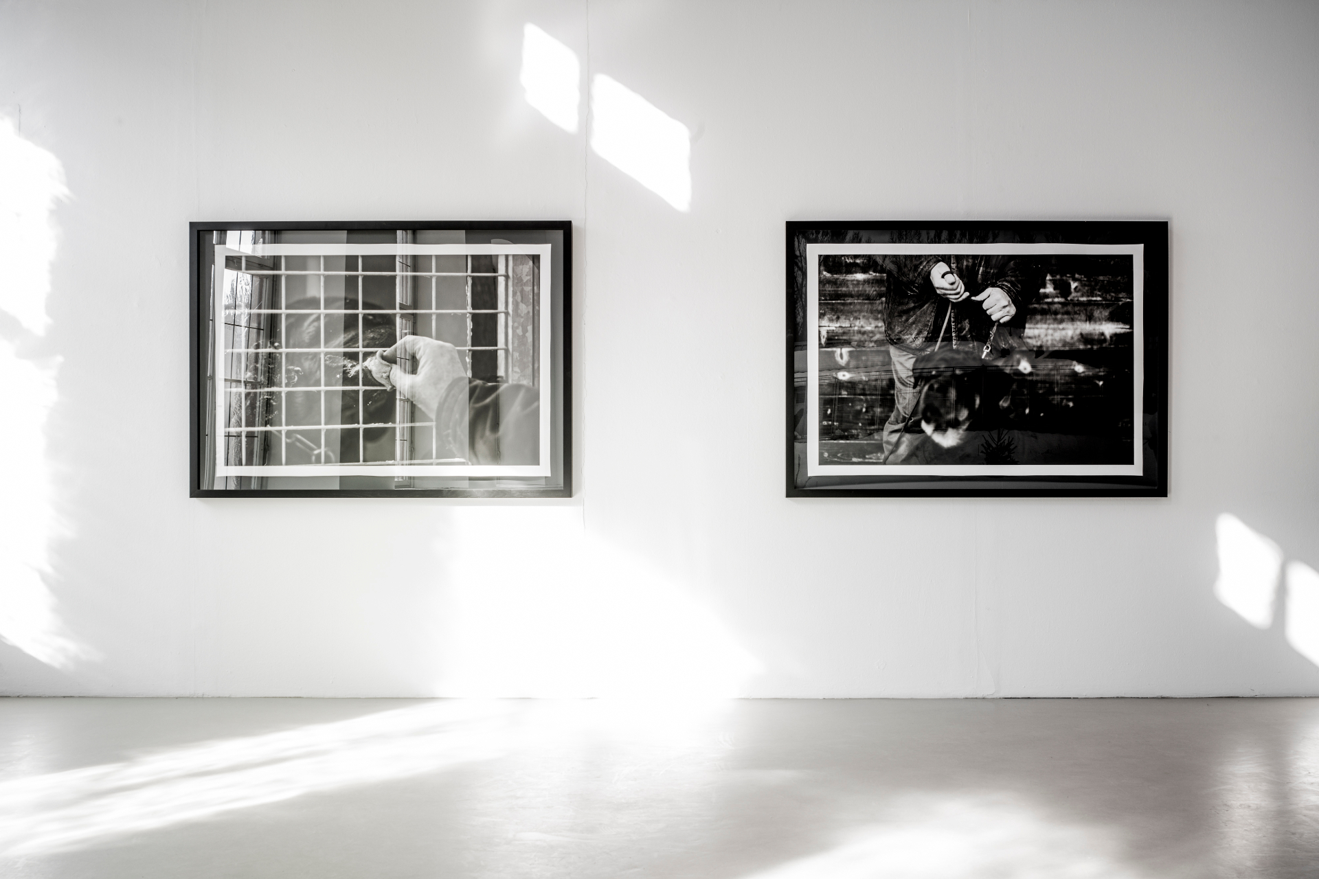 Installation view — upper floor with framed dog portraits