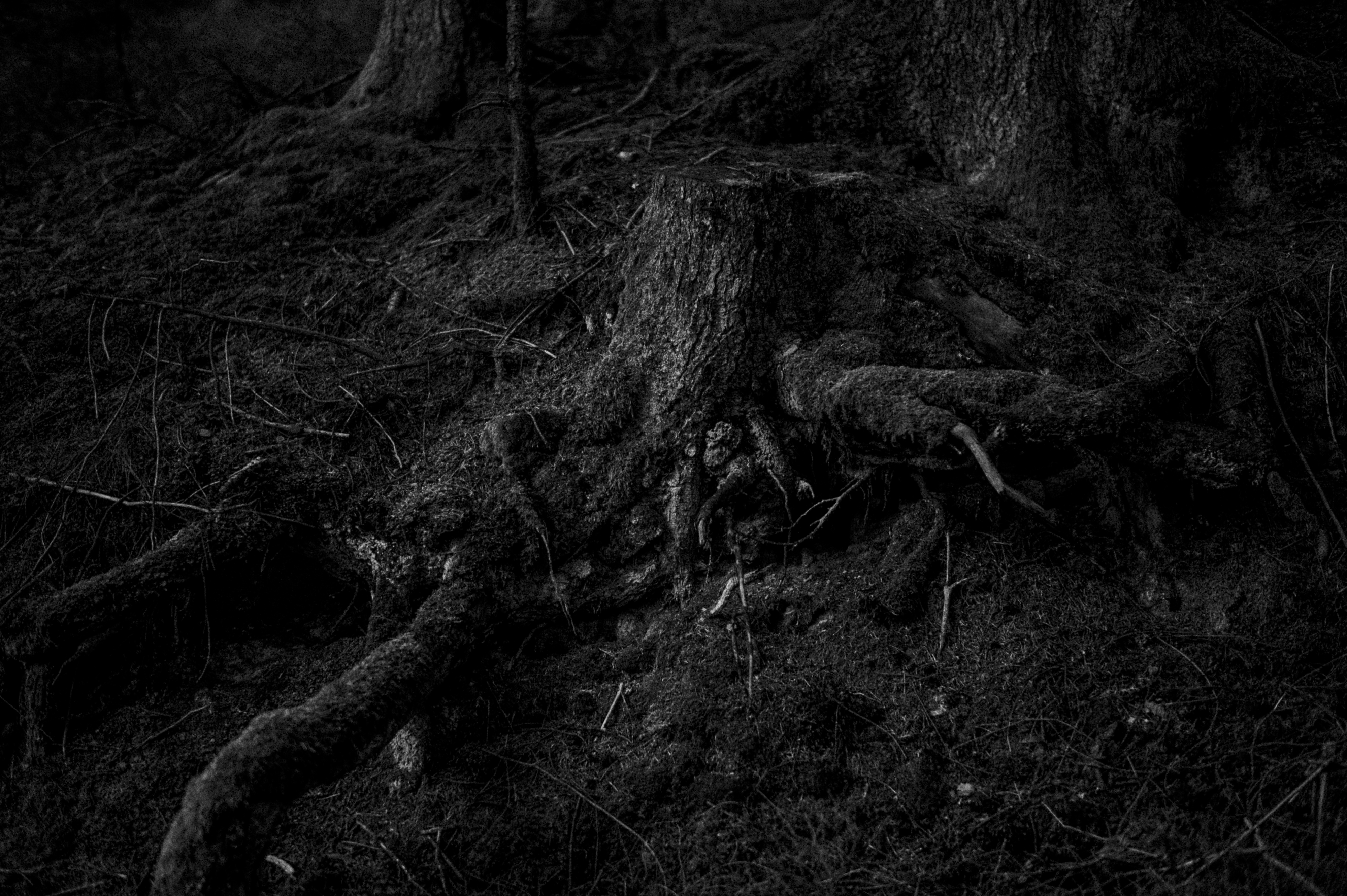 Black Forest study 34