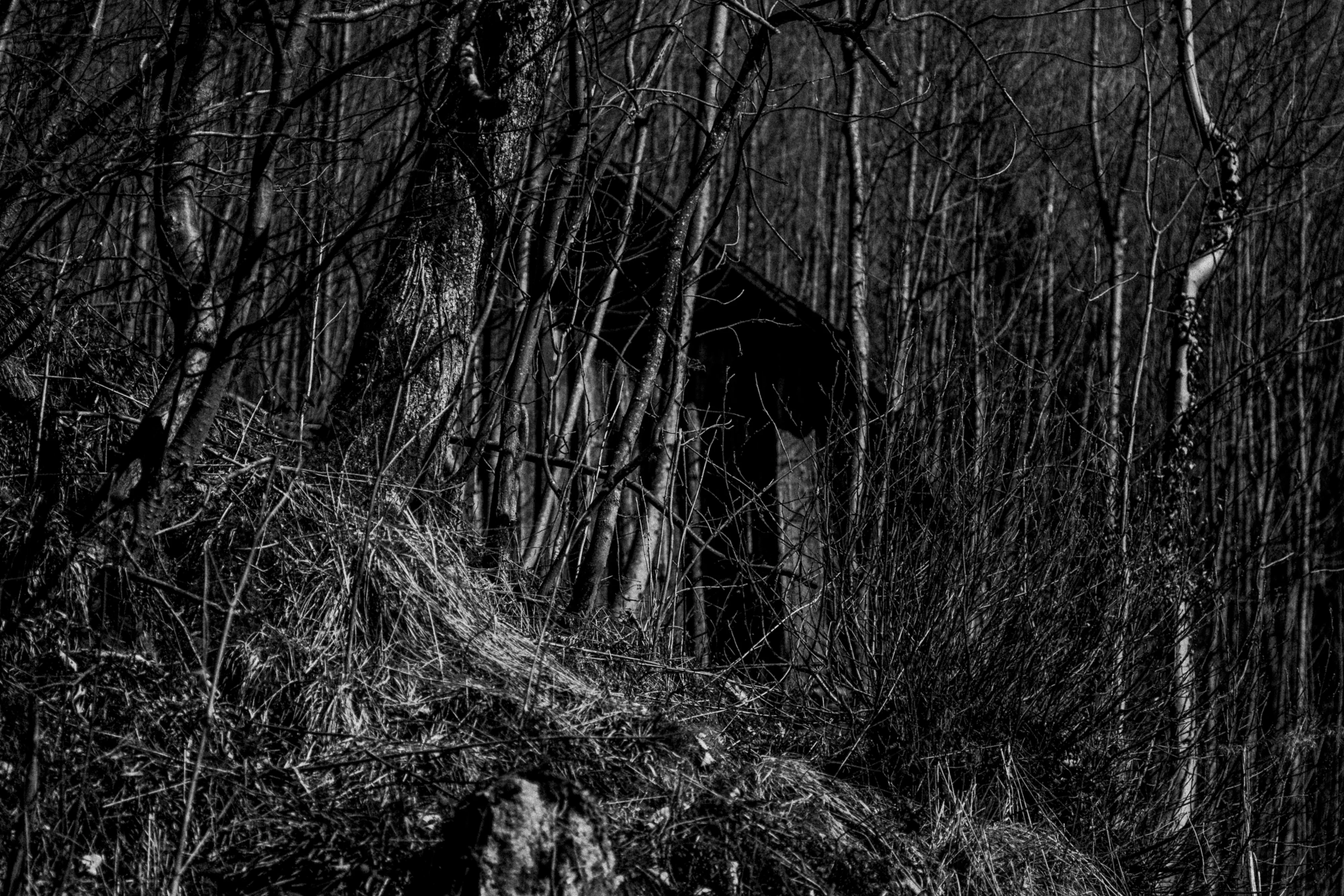 Black Forest study 7