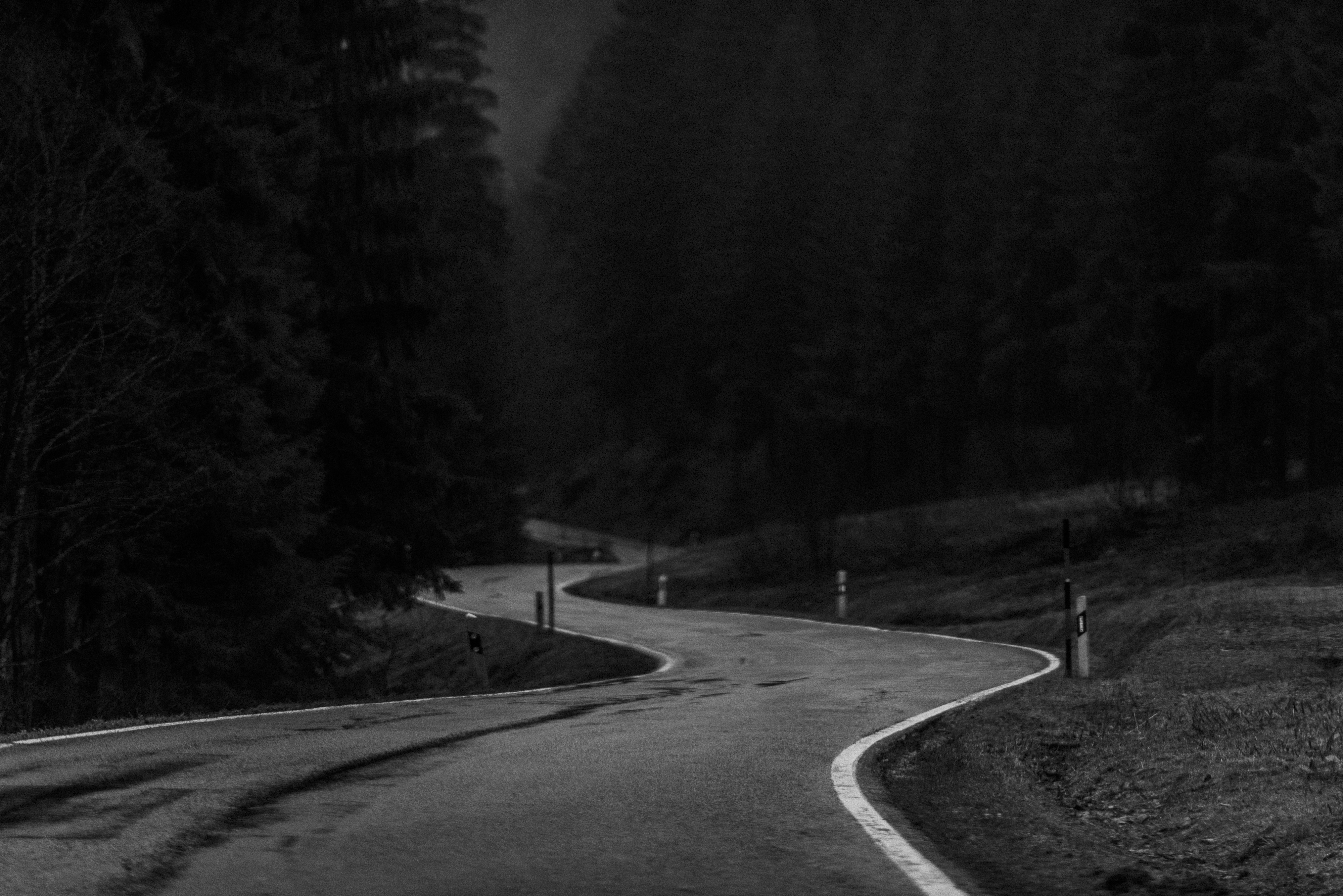 Black Forest study 39