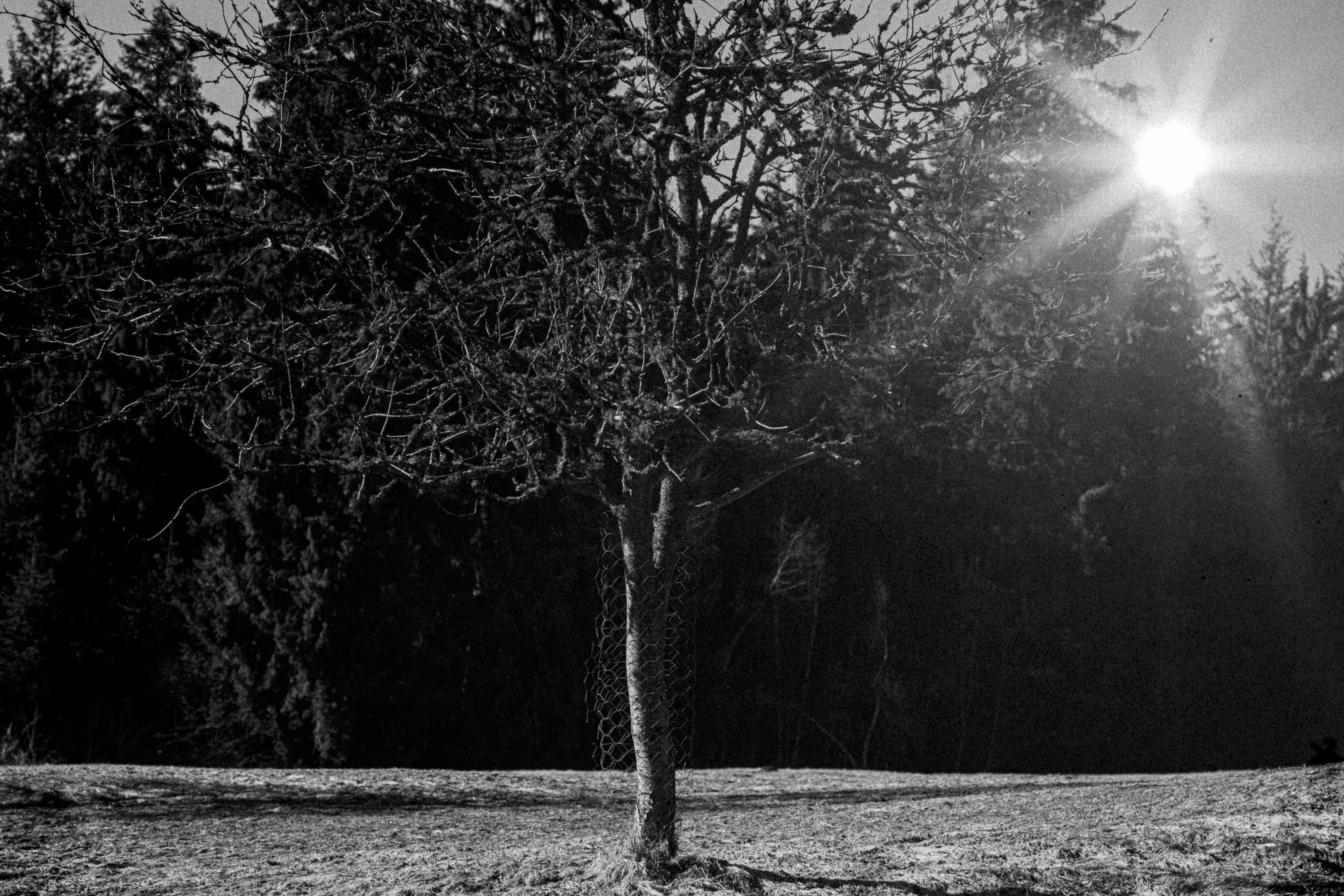 Black Forest study 10
