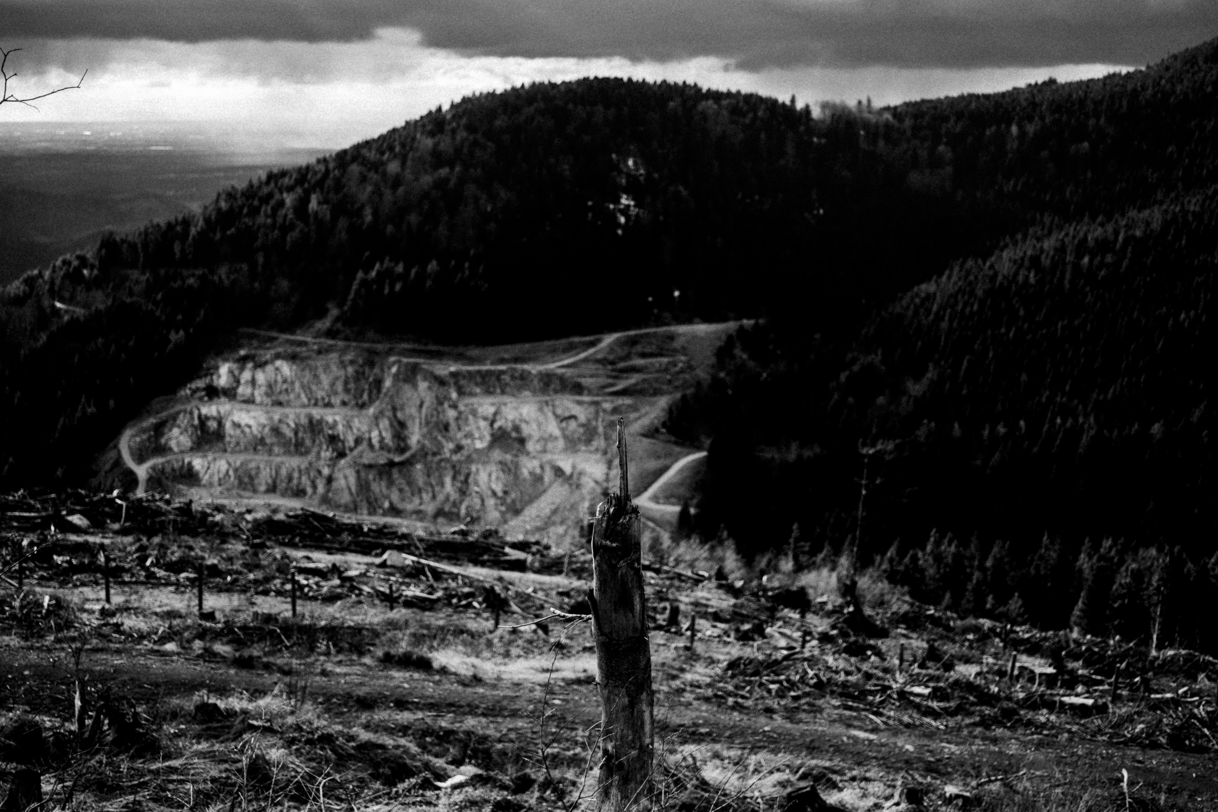 Black Forest study 28