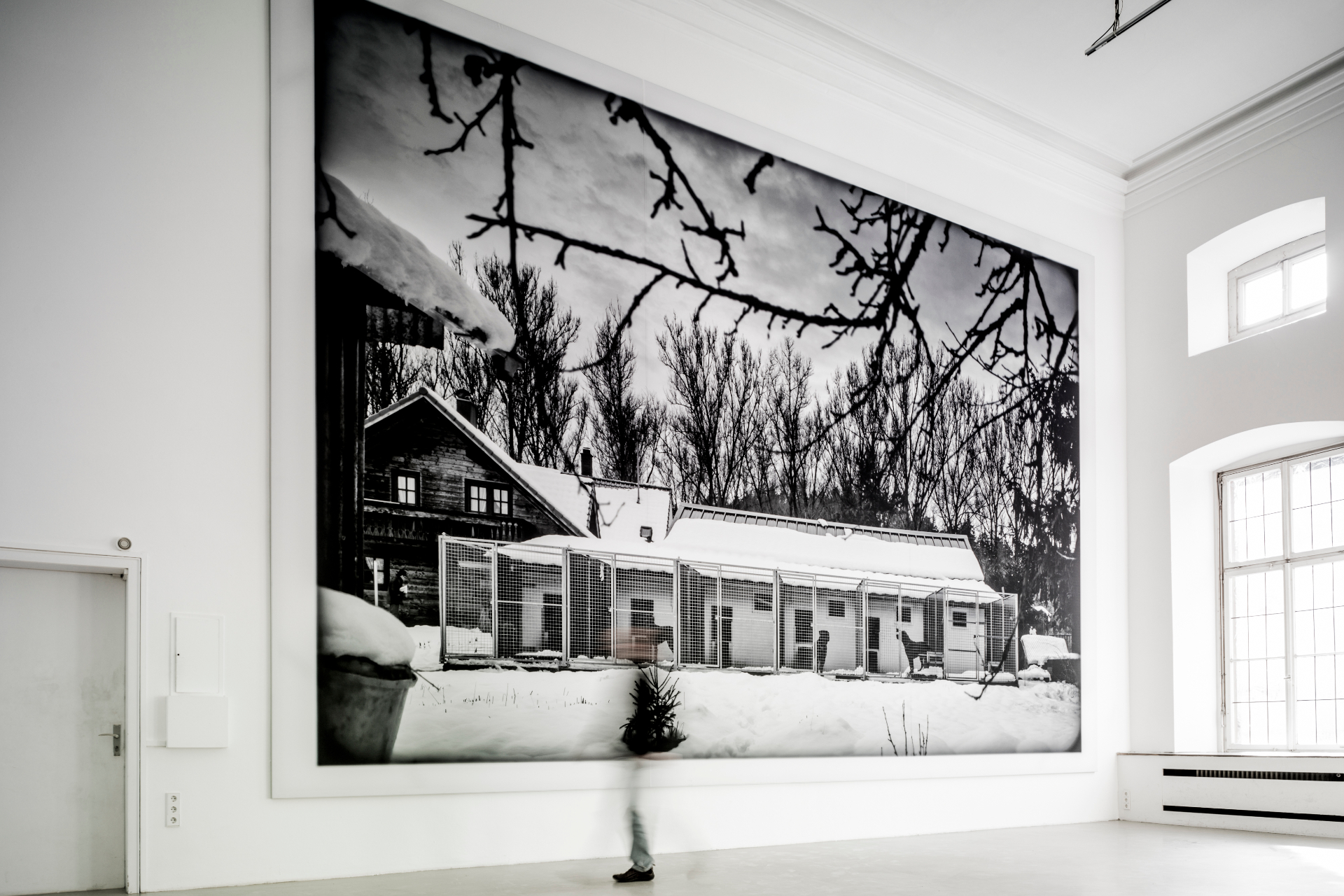 Installation view — canine portraits in the entrance room