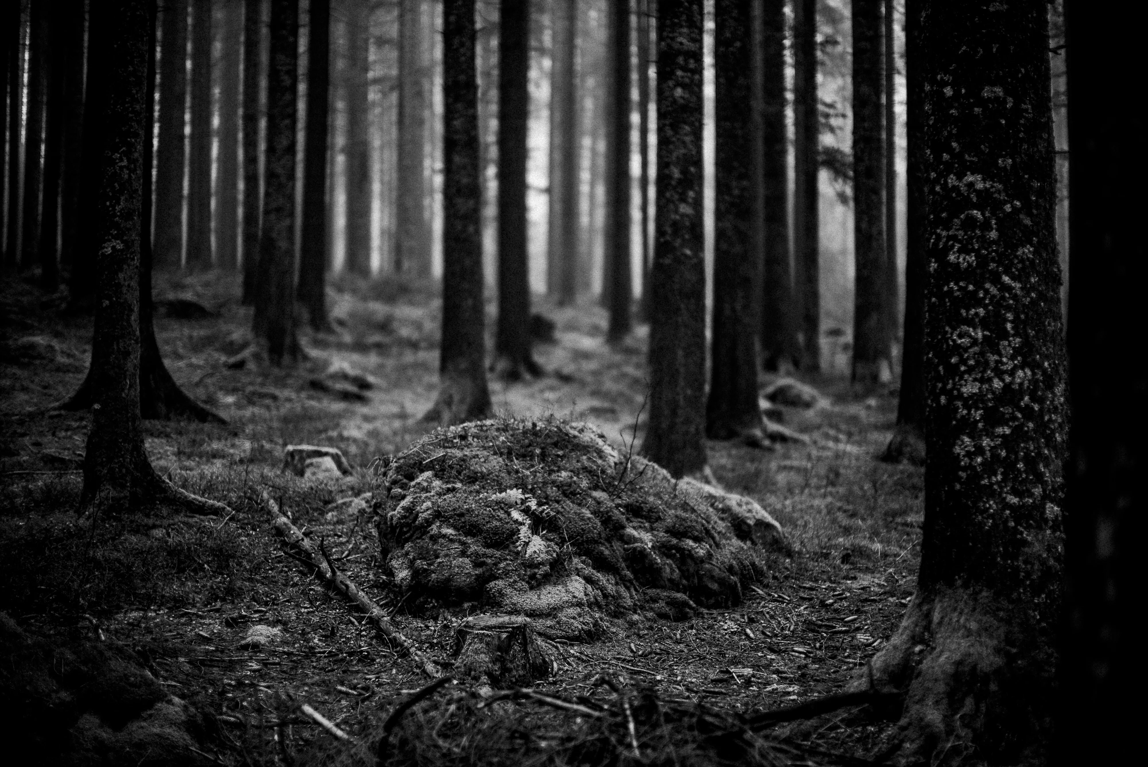 Black Forest study 21