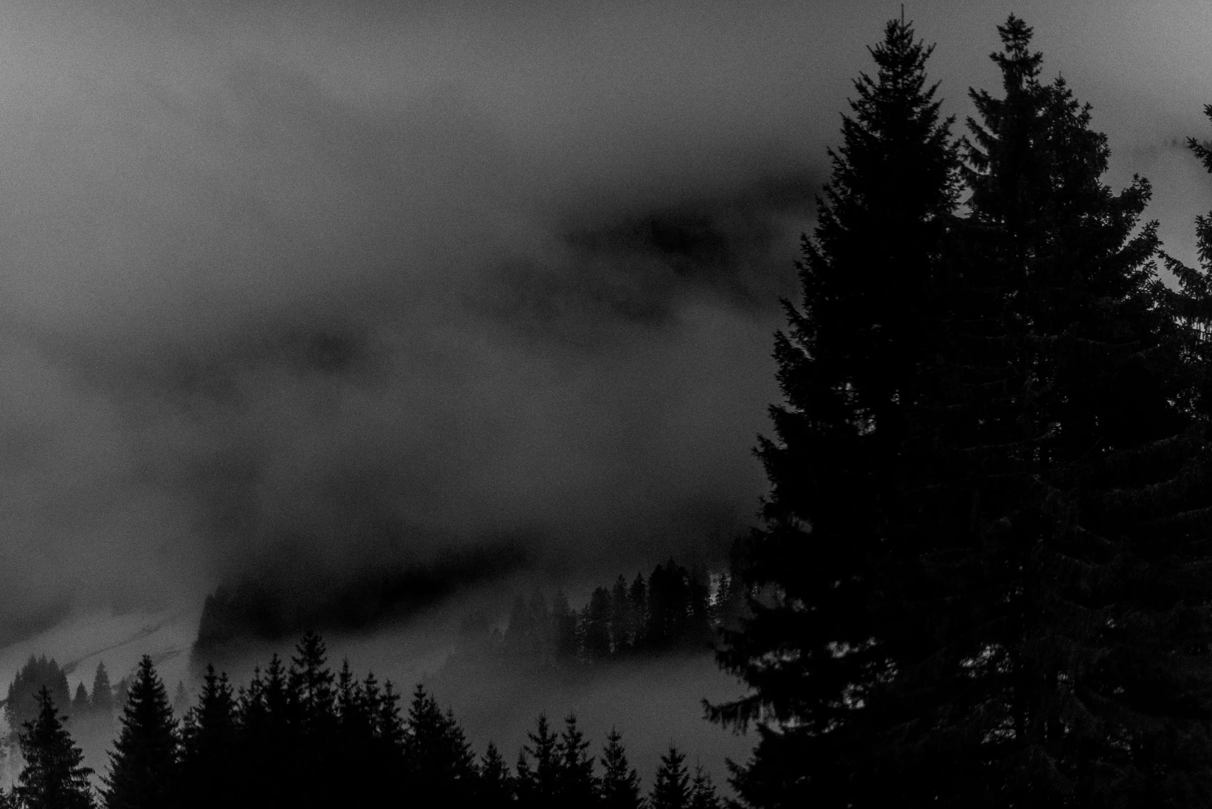 Black Forest study 18