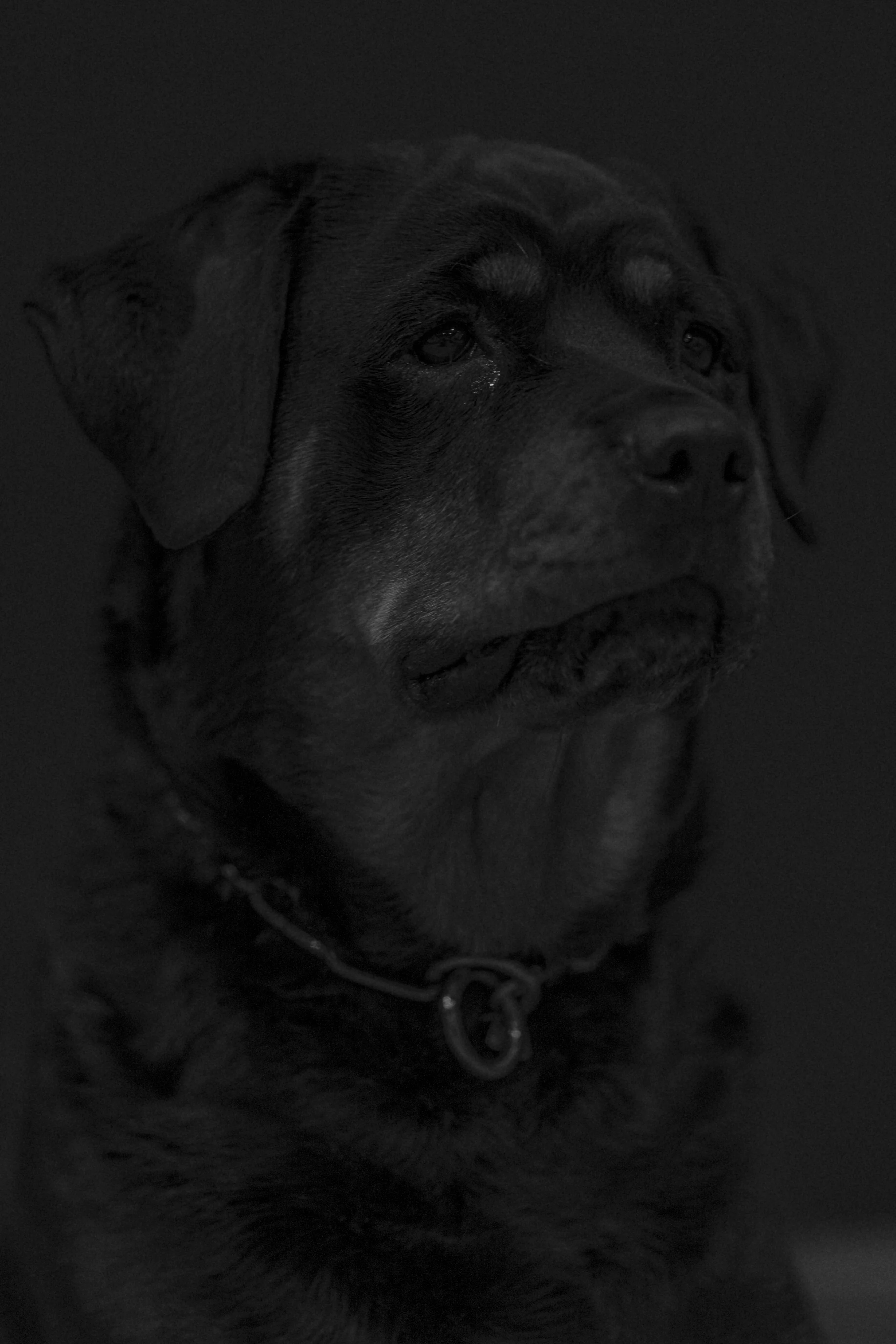 Very Good Dog 3
