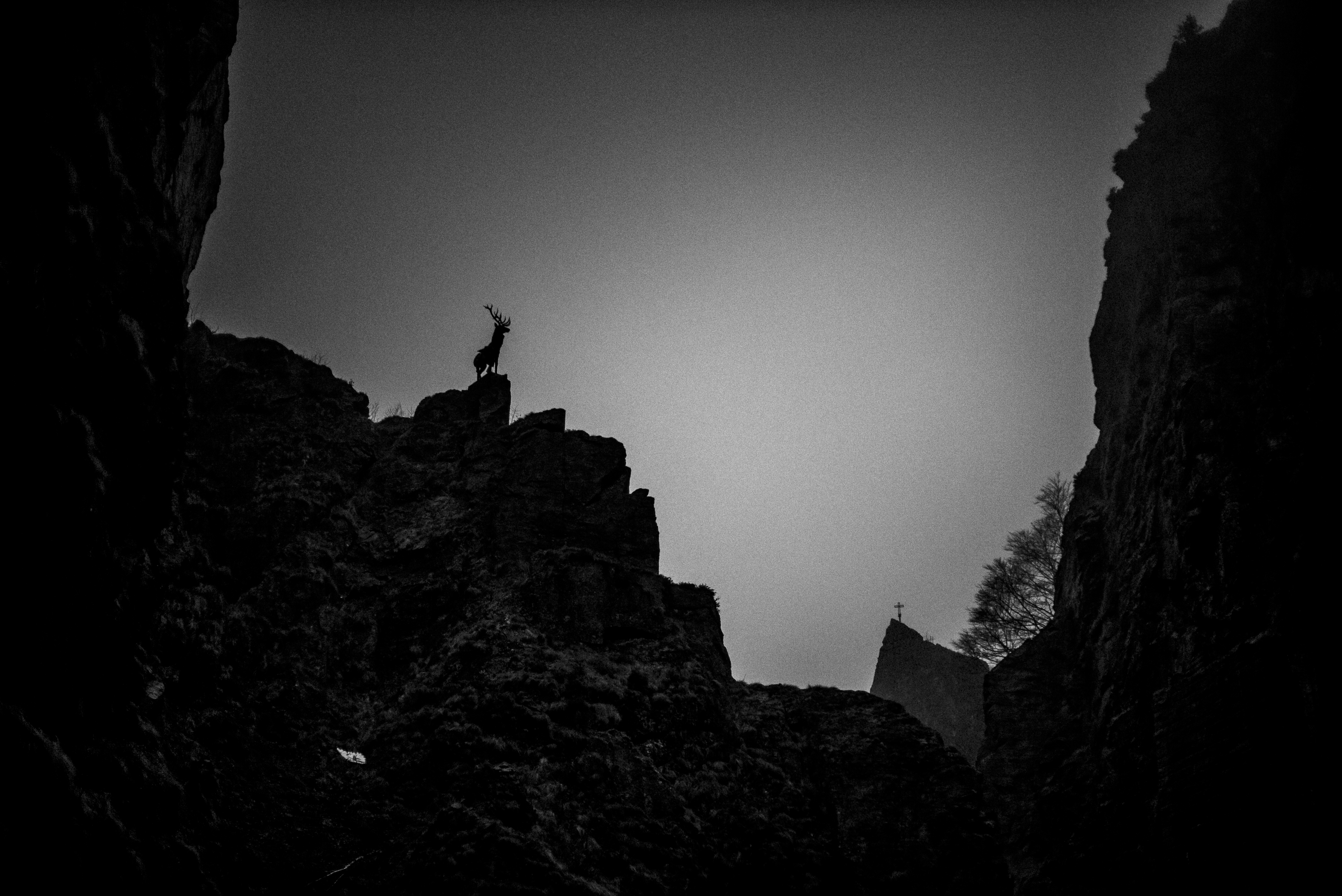 Black Forest study 44