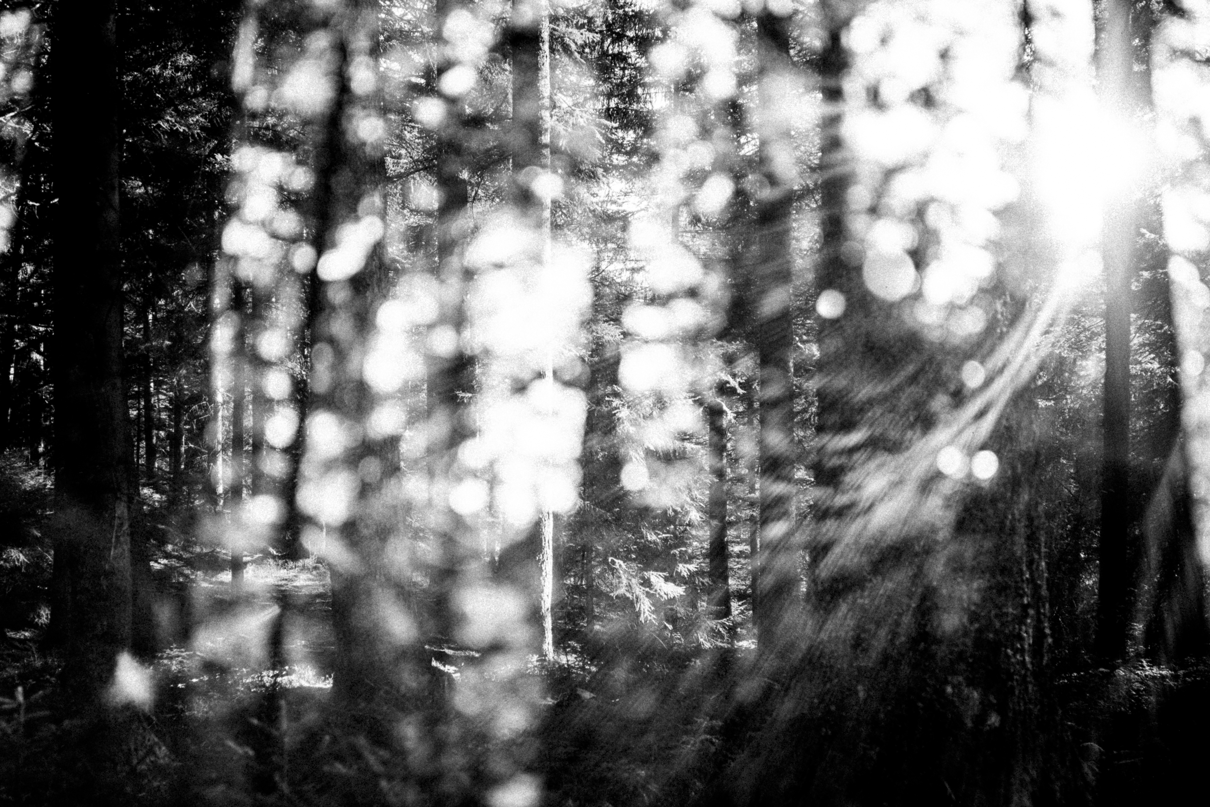 Black Forest study 32