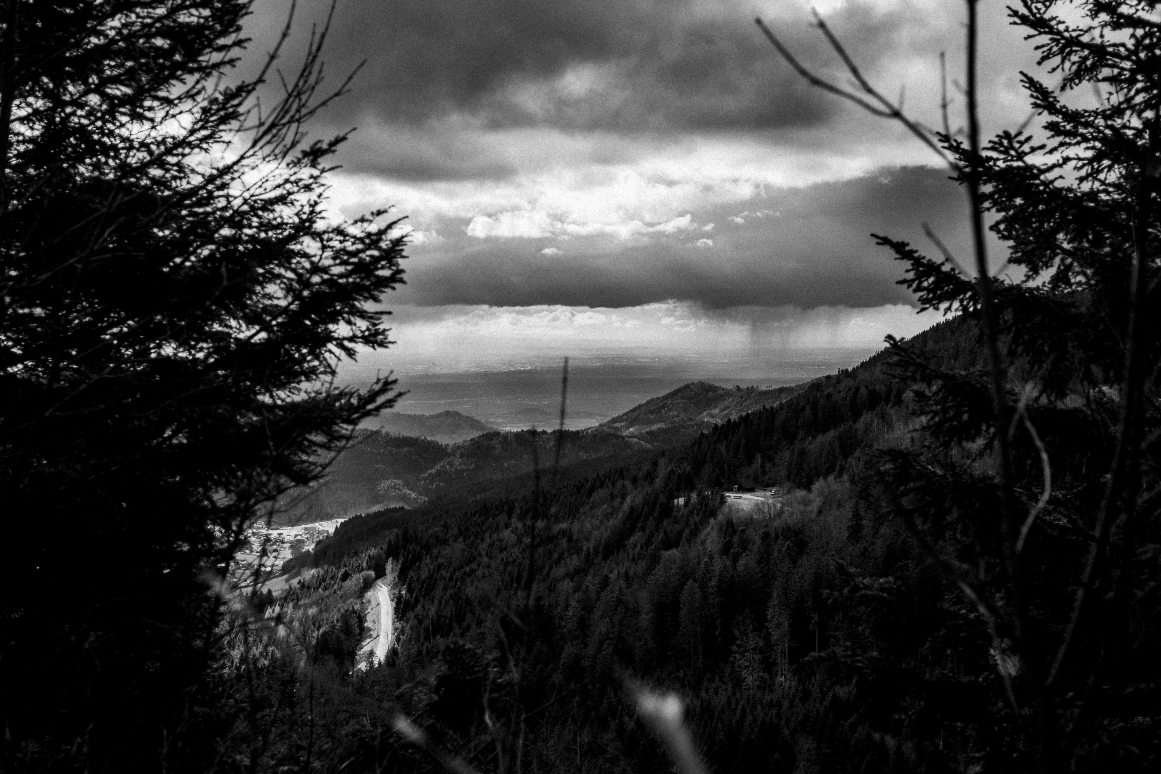 Black Forest study 27