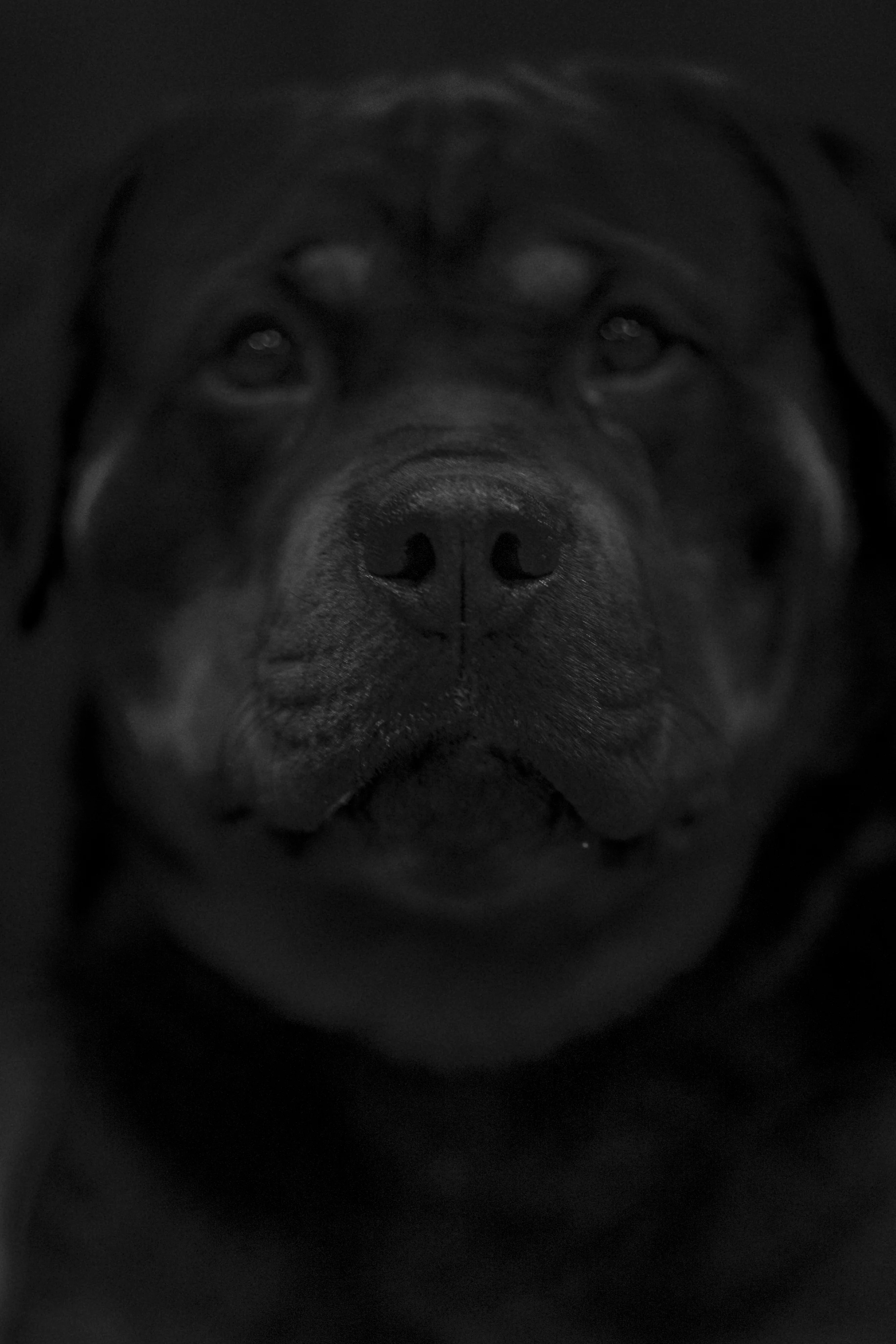 Very Good Dog 4