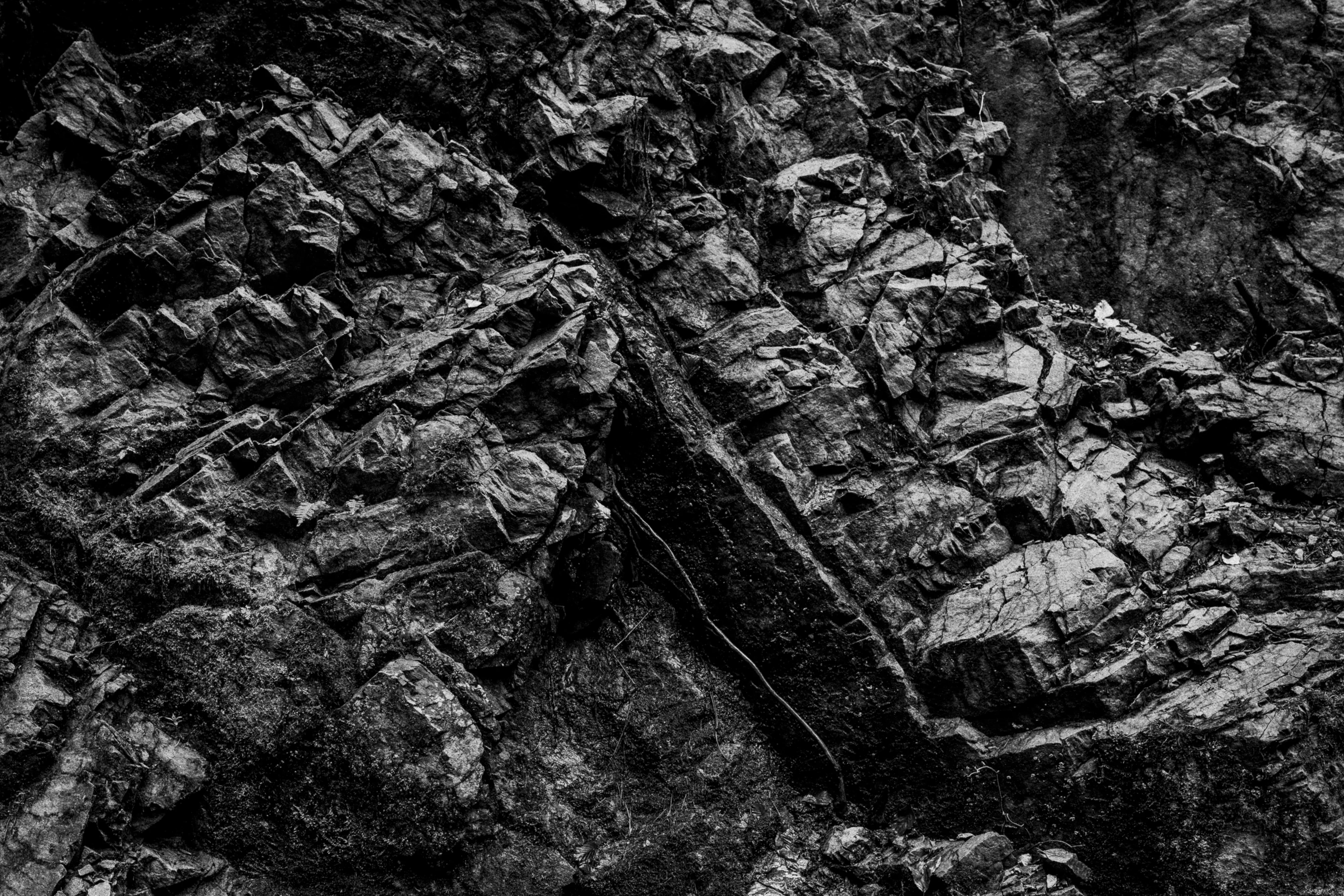Black Forest study 3