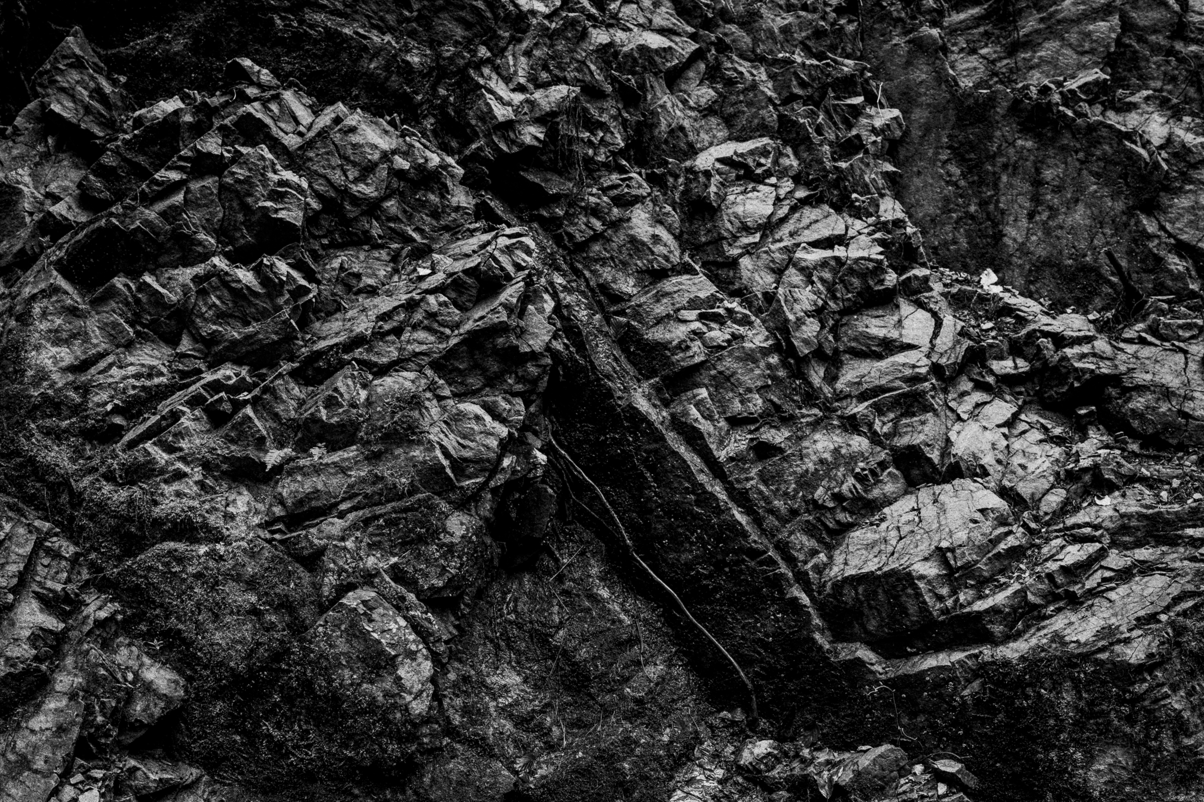 Black Forest study 25