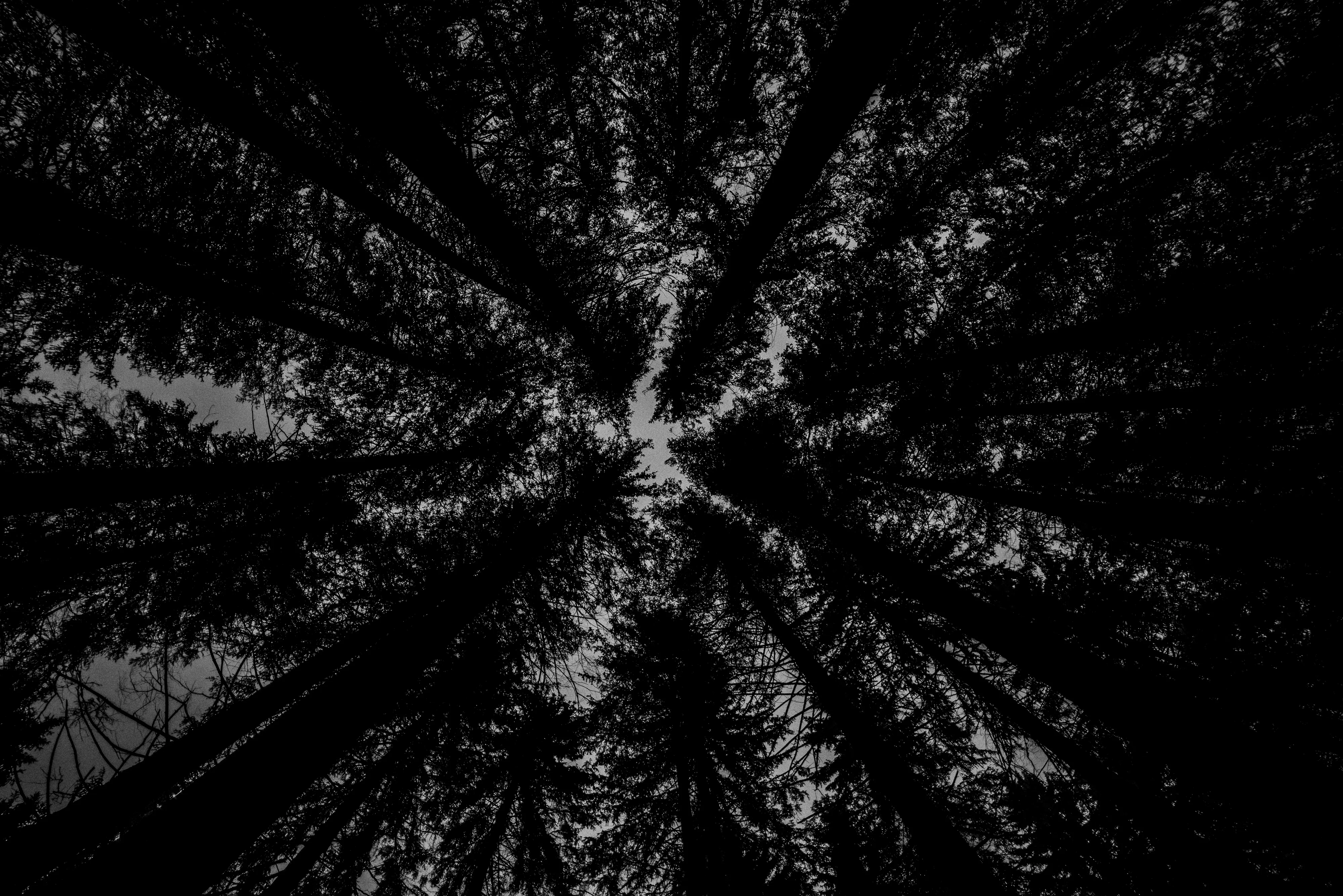 Black Forest study 20