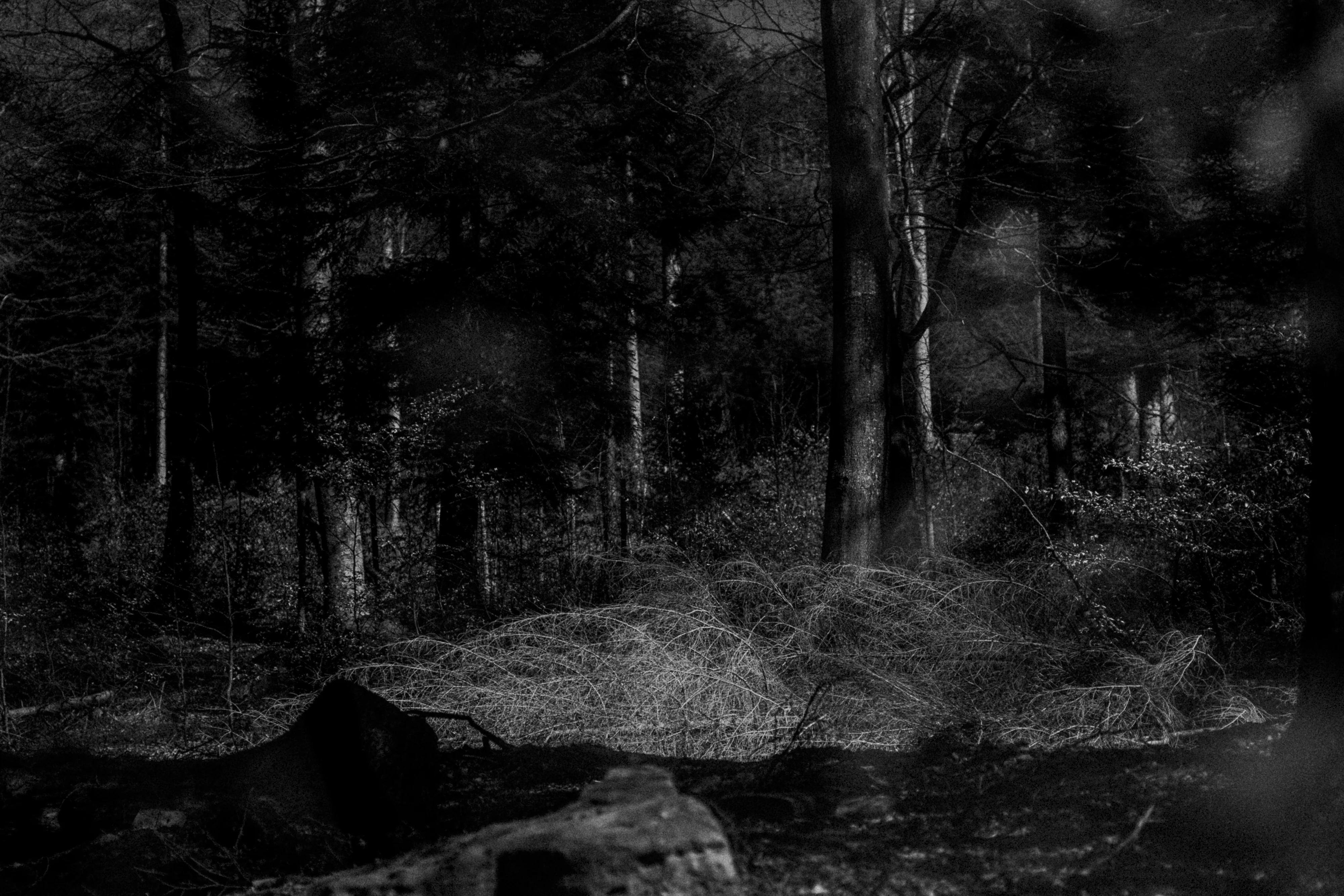 Black Forest study 8