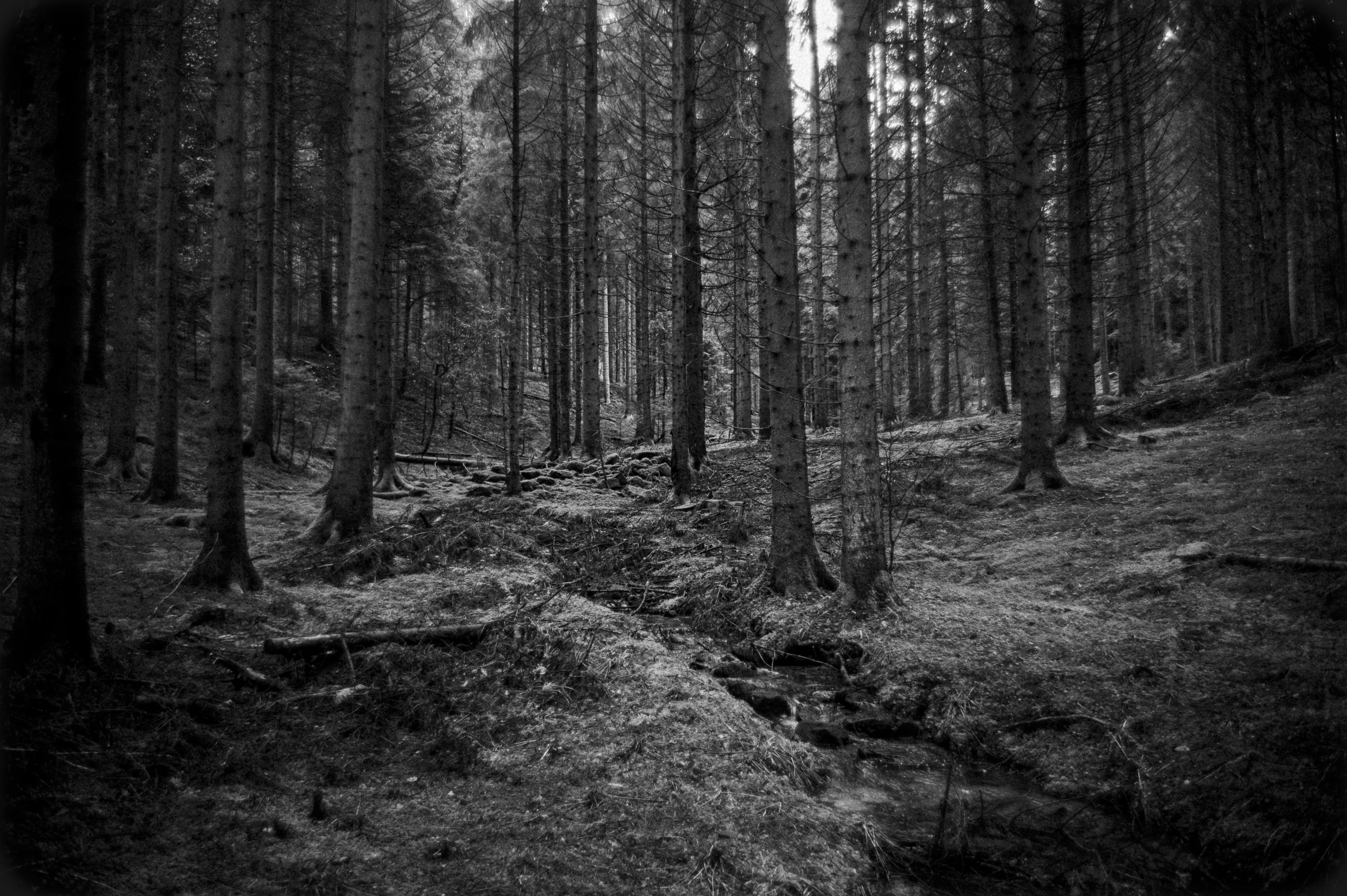 Black Forest study 5