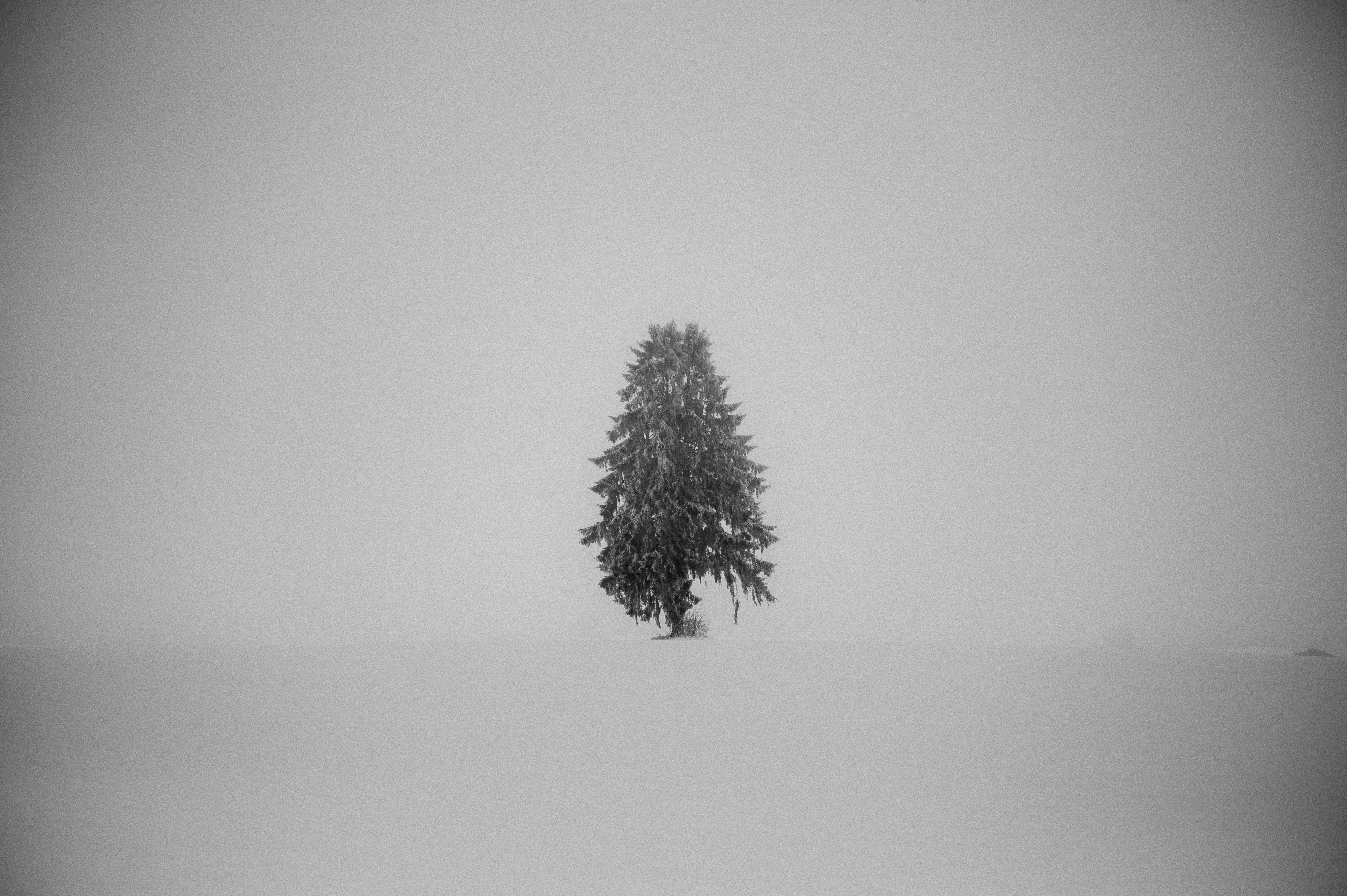 Black Forest study 24