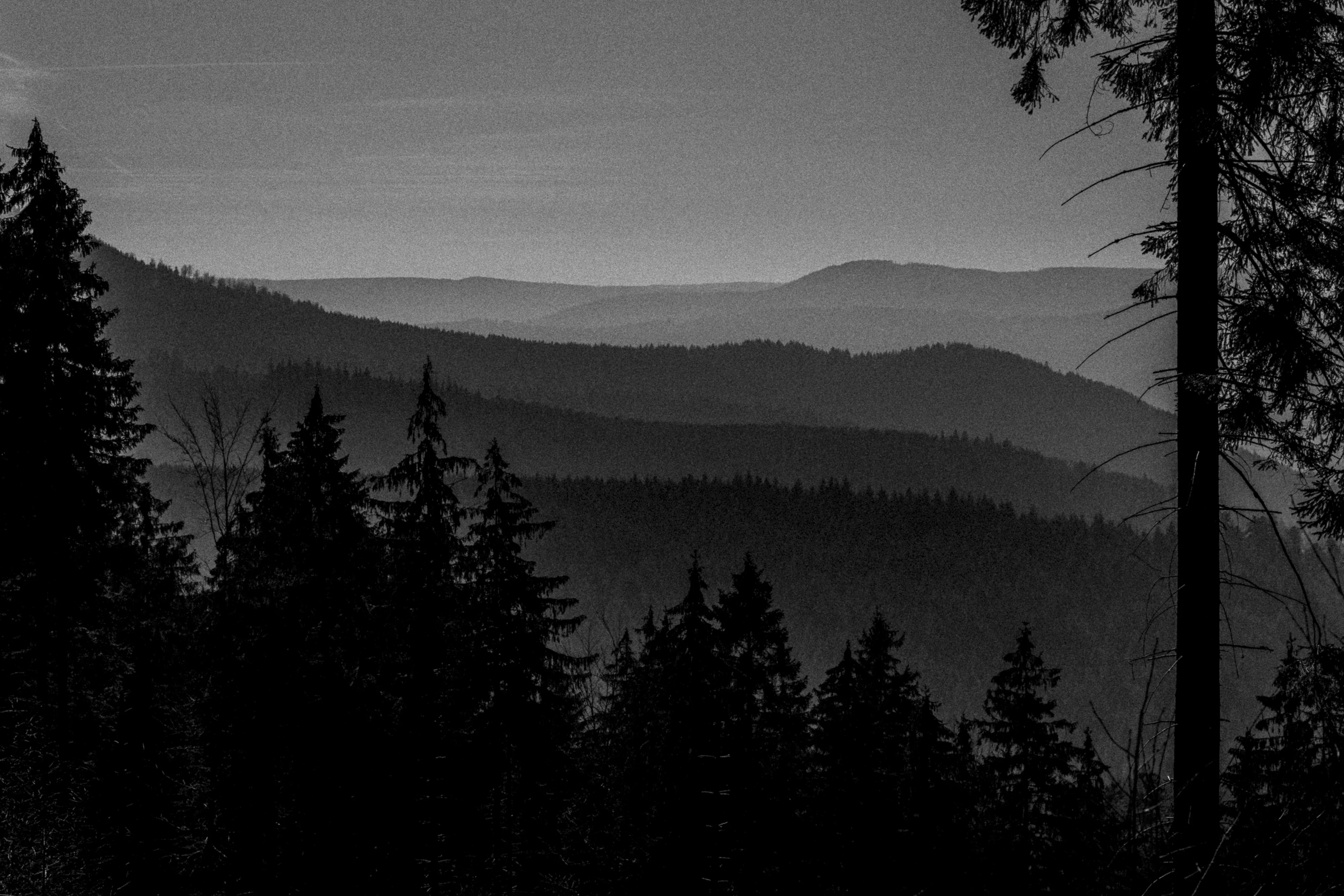 Black Forest study 9