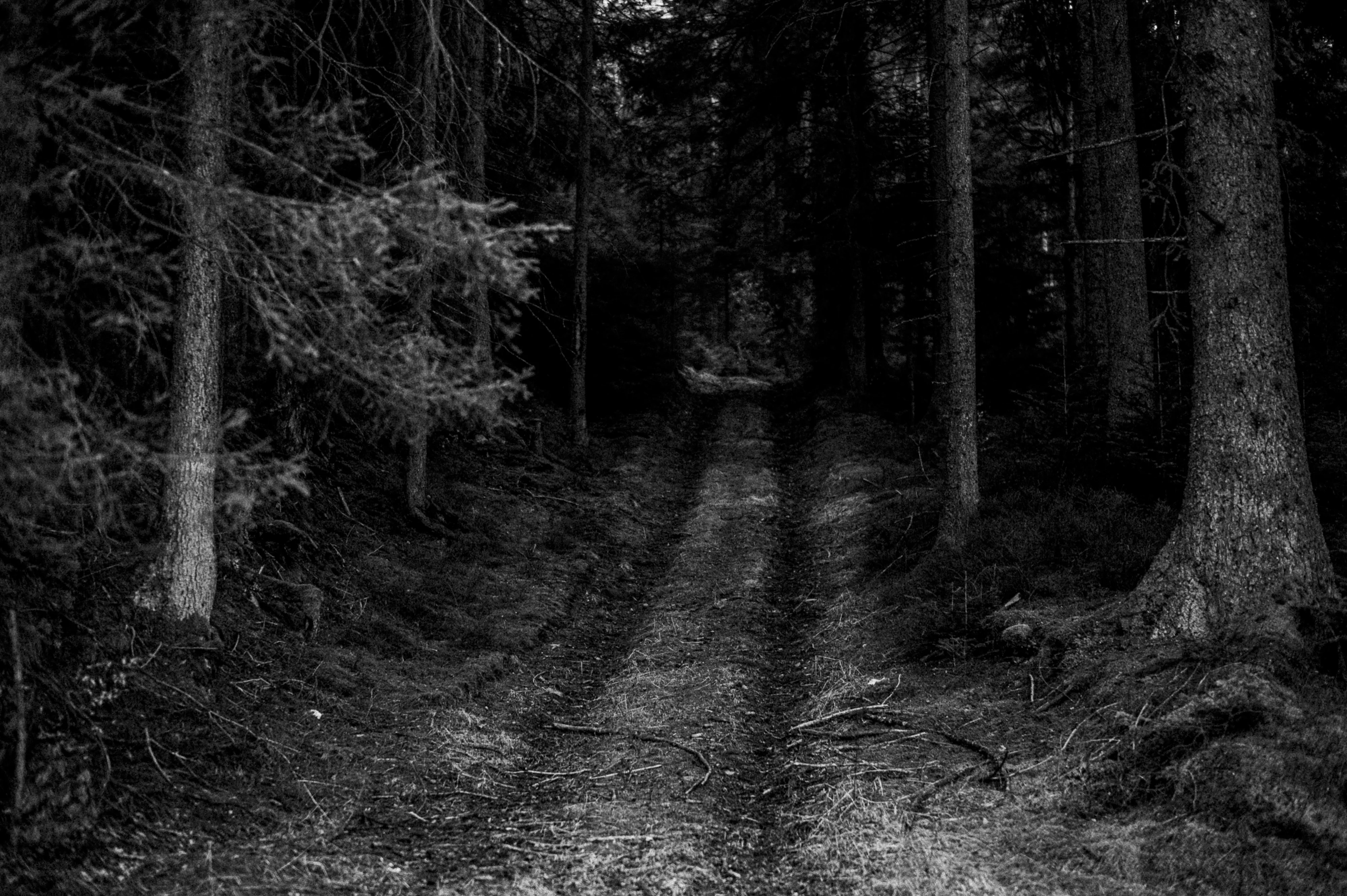 Black Forest study 13
