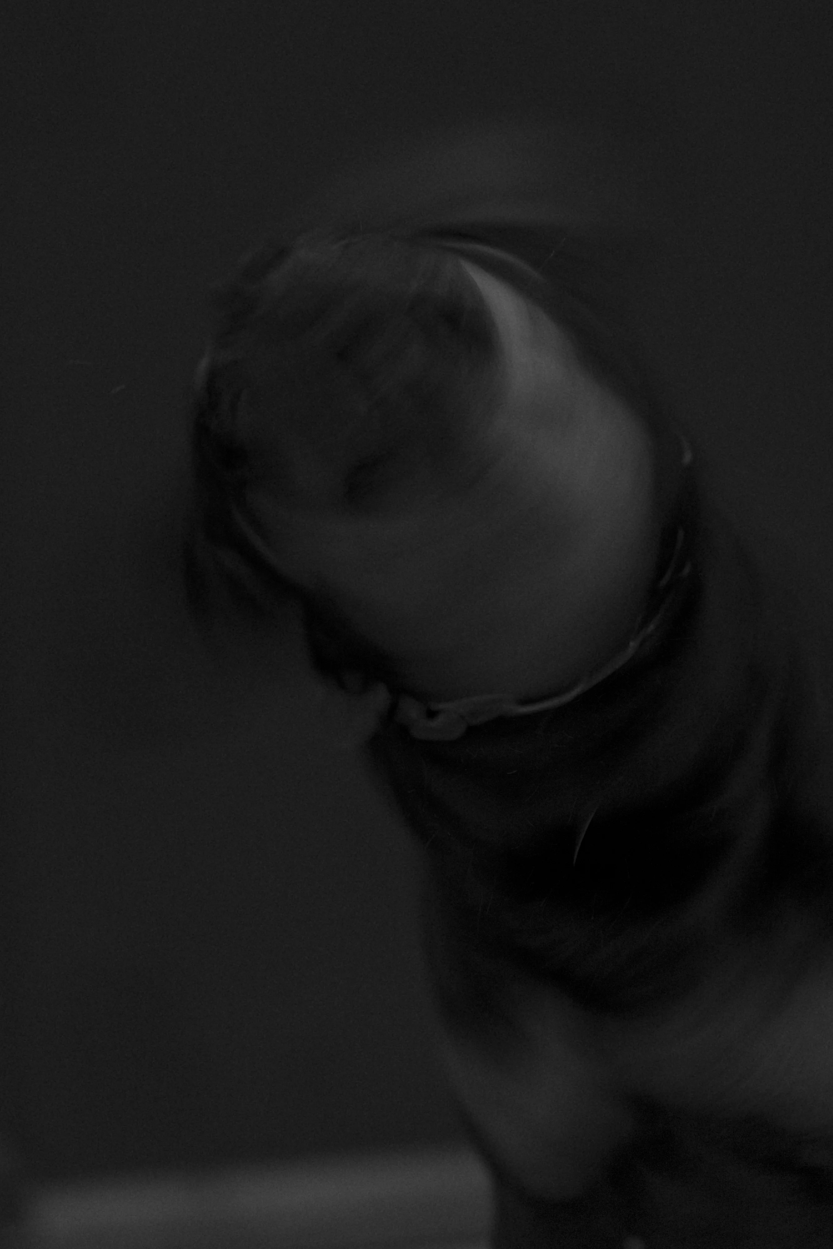 Very Good Dog 2