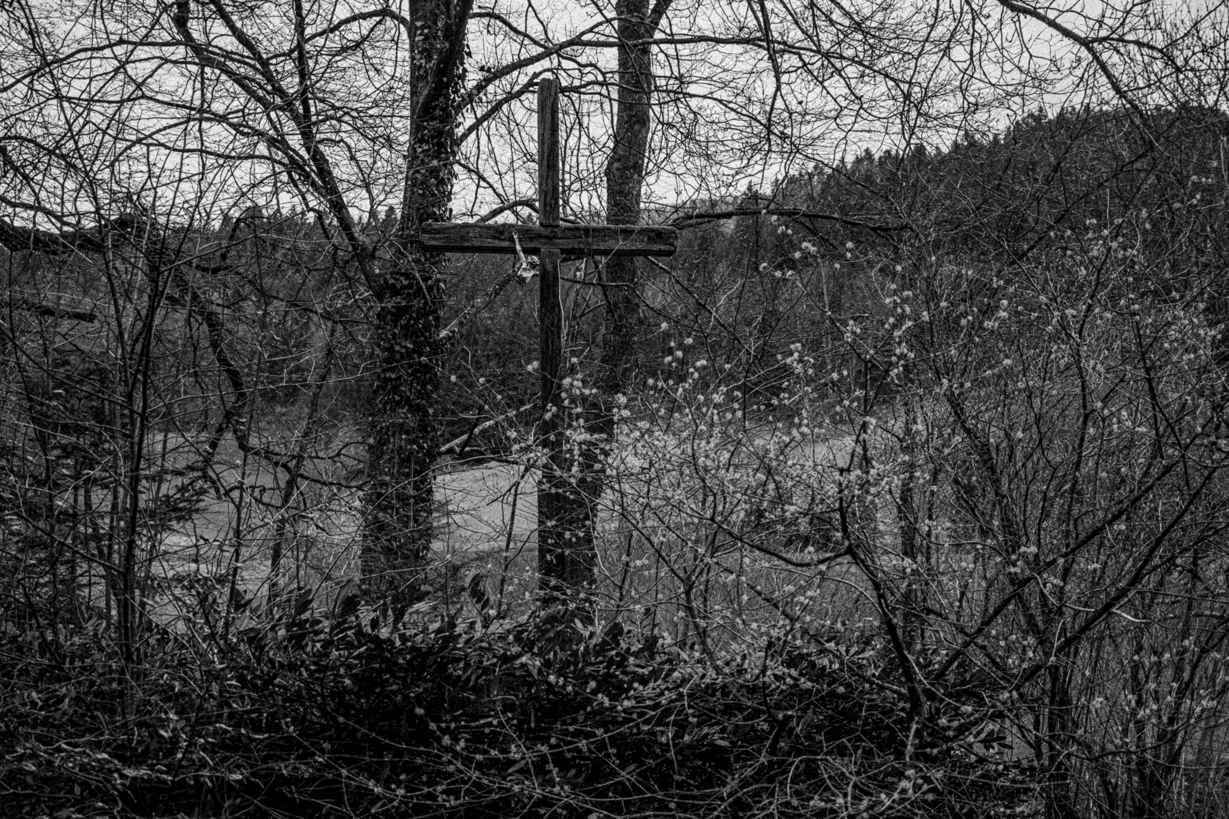 Black Forest study 4