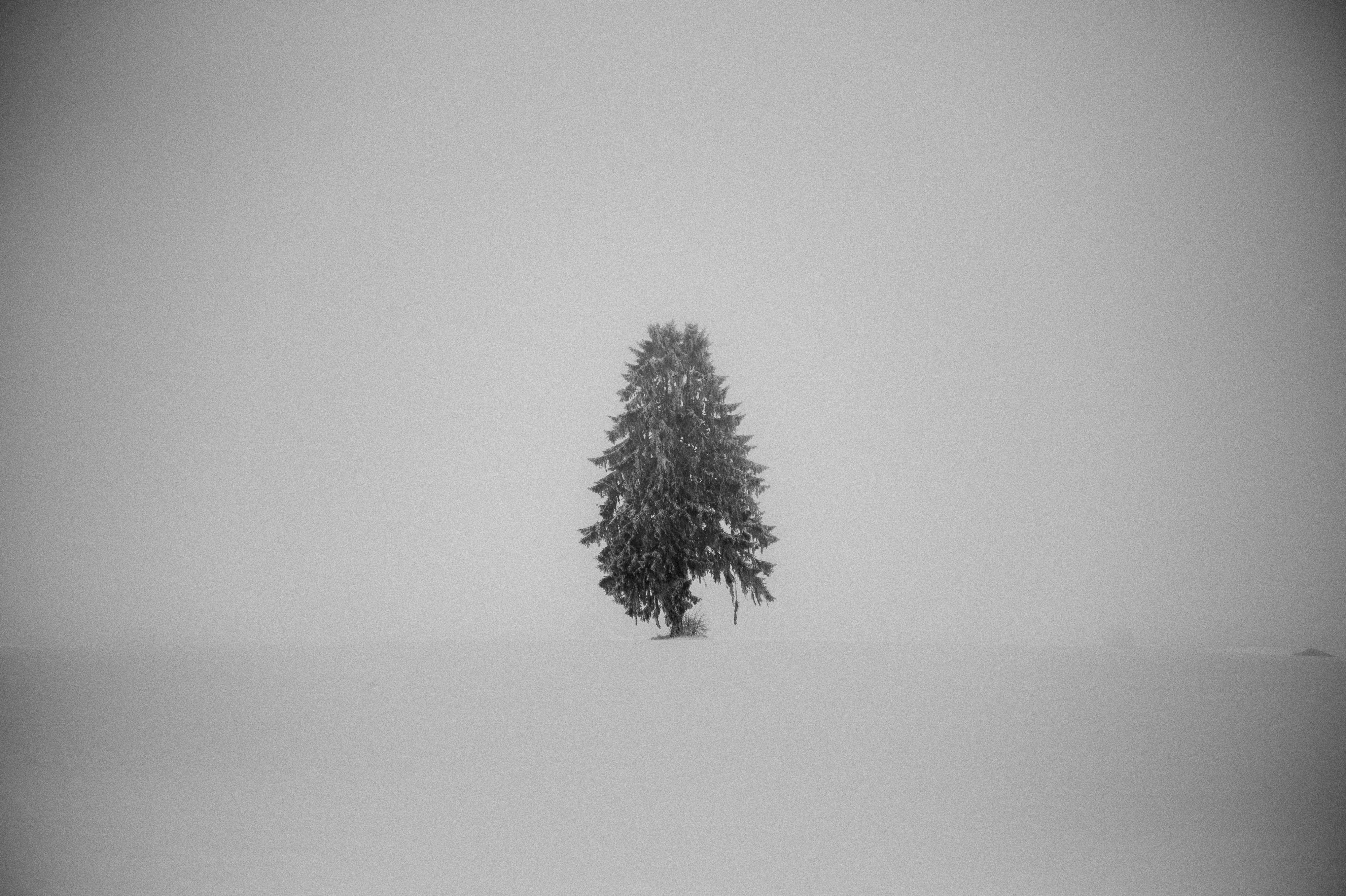 Black Forest study 2