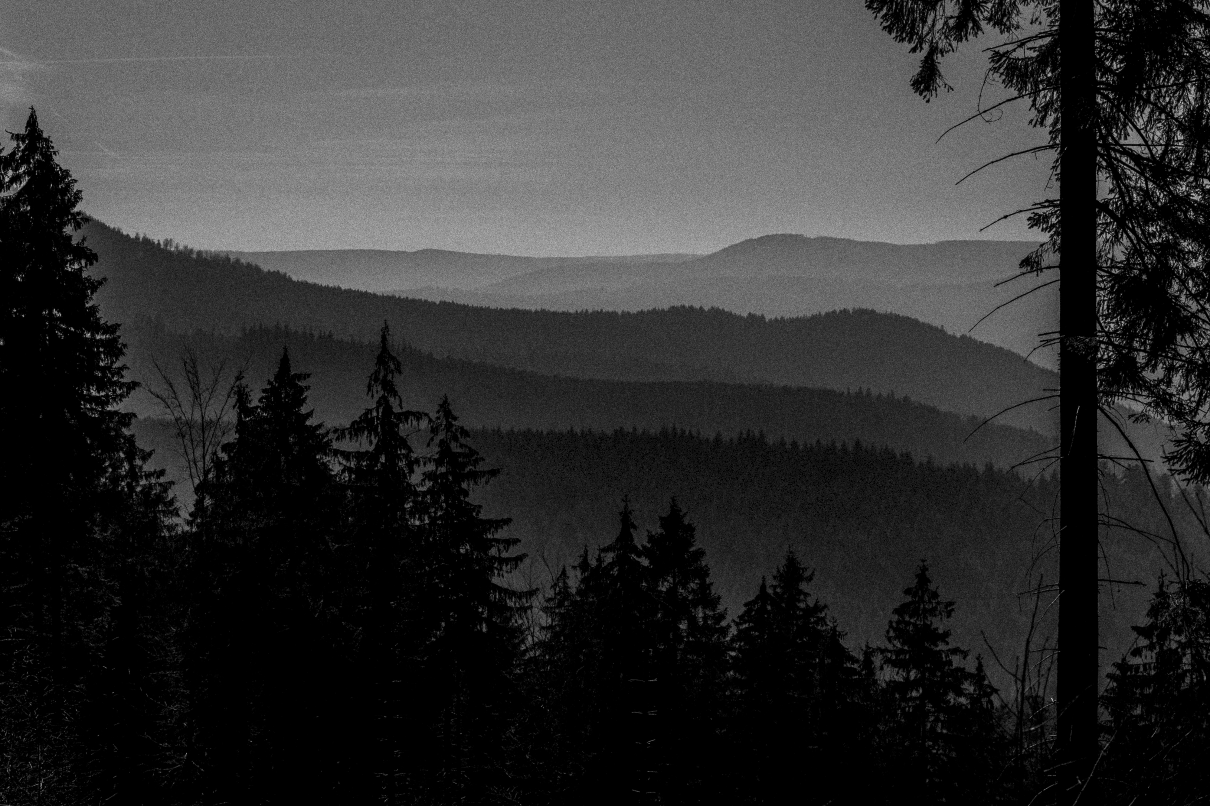 Black Forest study 30